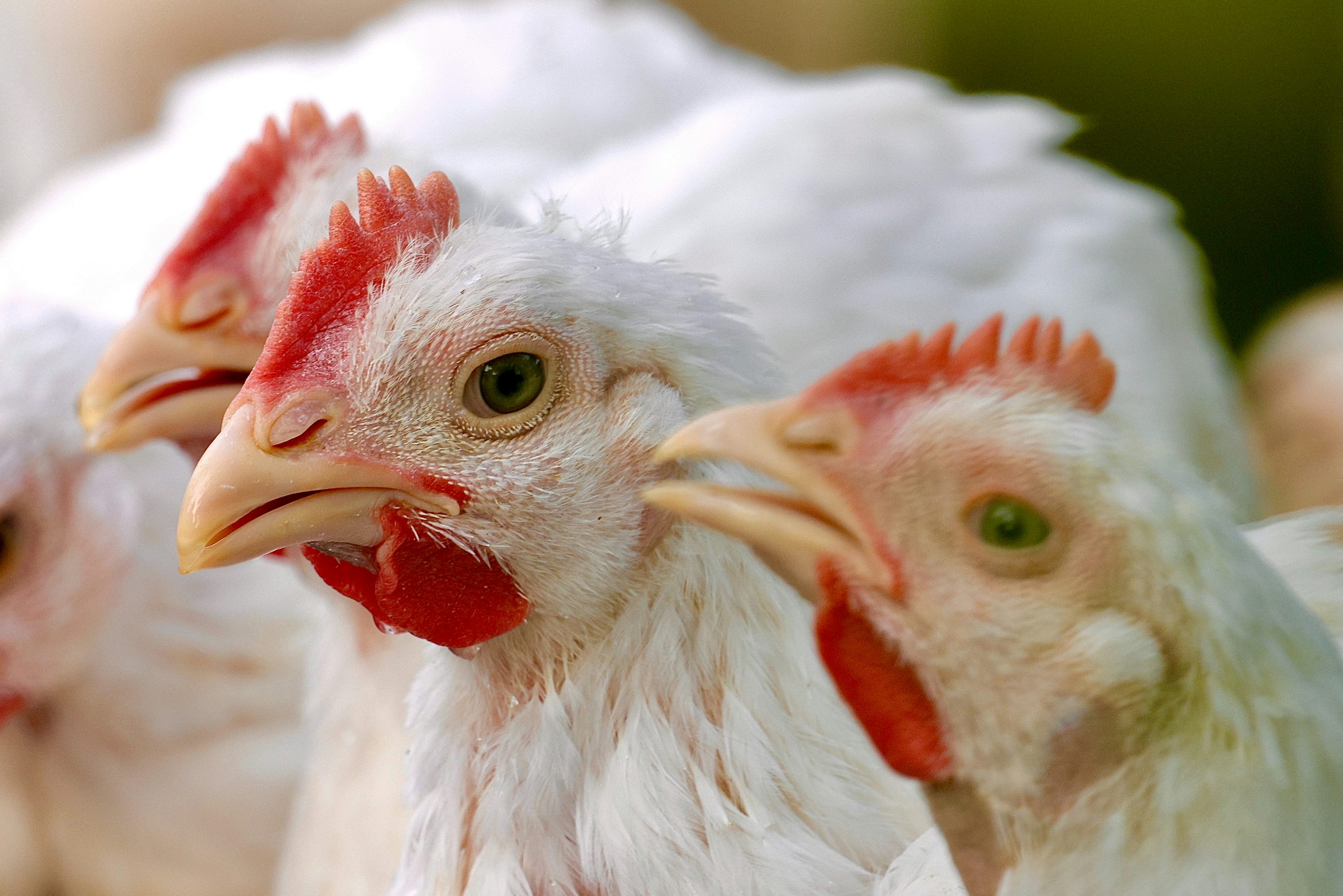 Benefits of Marine-Based Protein & Omega-3 Supplements in Poultry